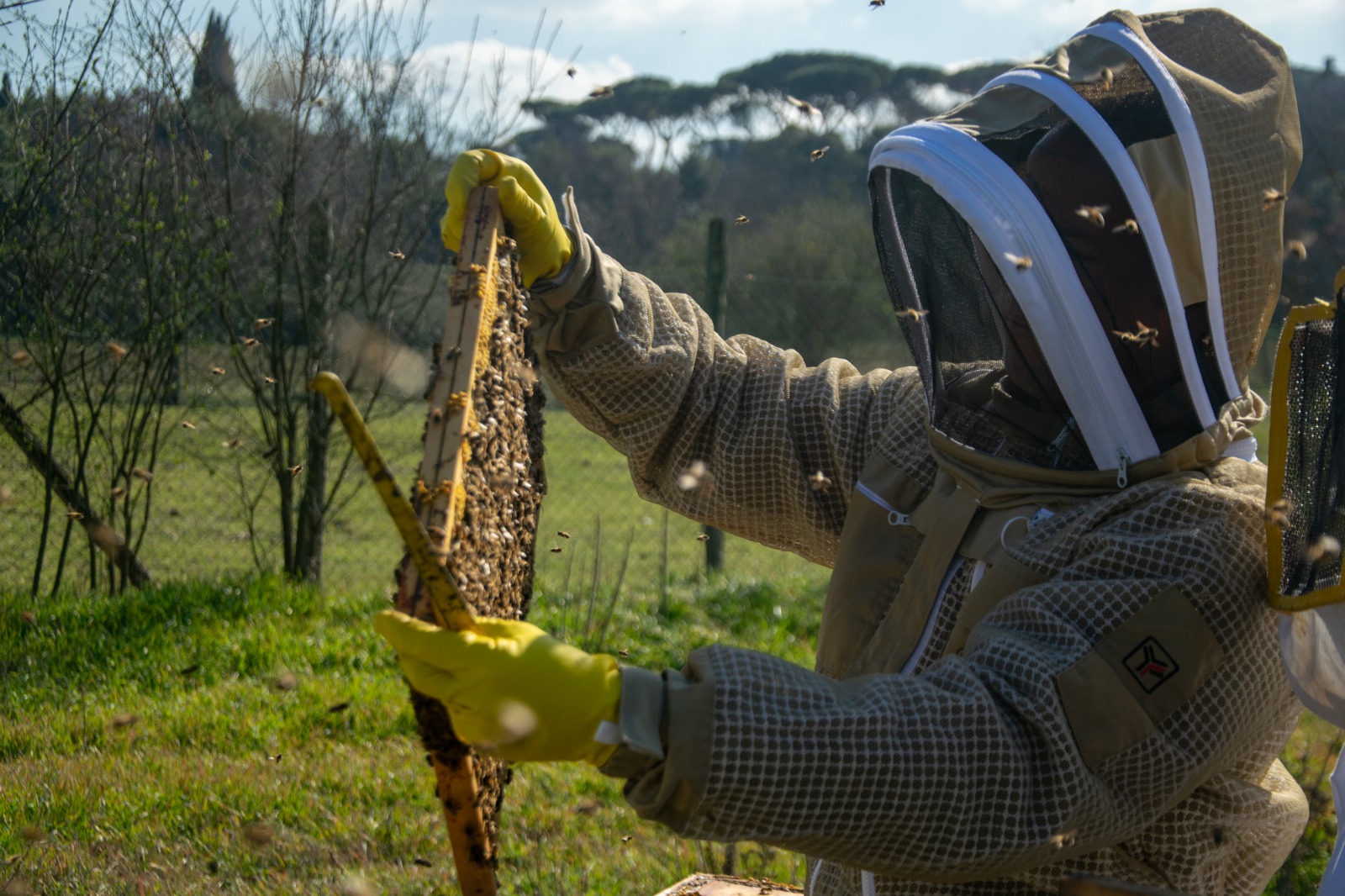 Effettuare controlli degli alveari per la ricerca delle malattie delle api prima di trasferire le colonie in un nuovo posto