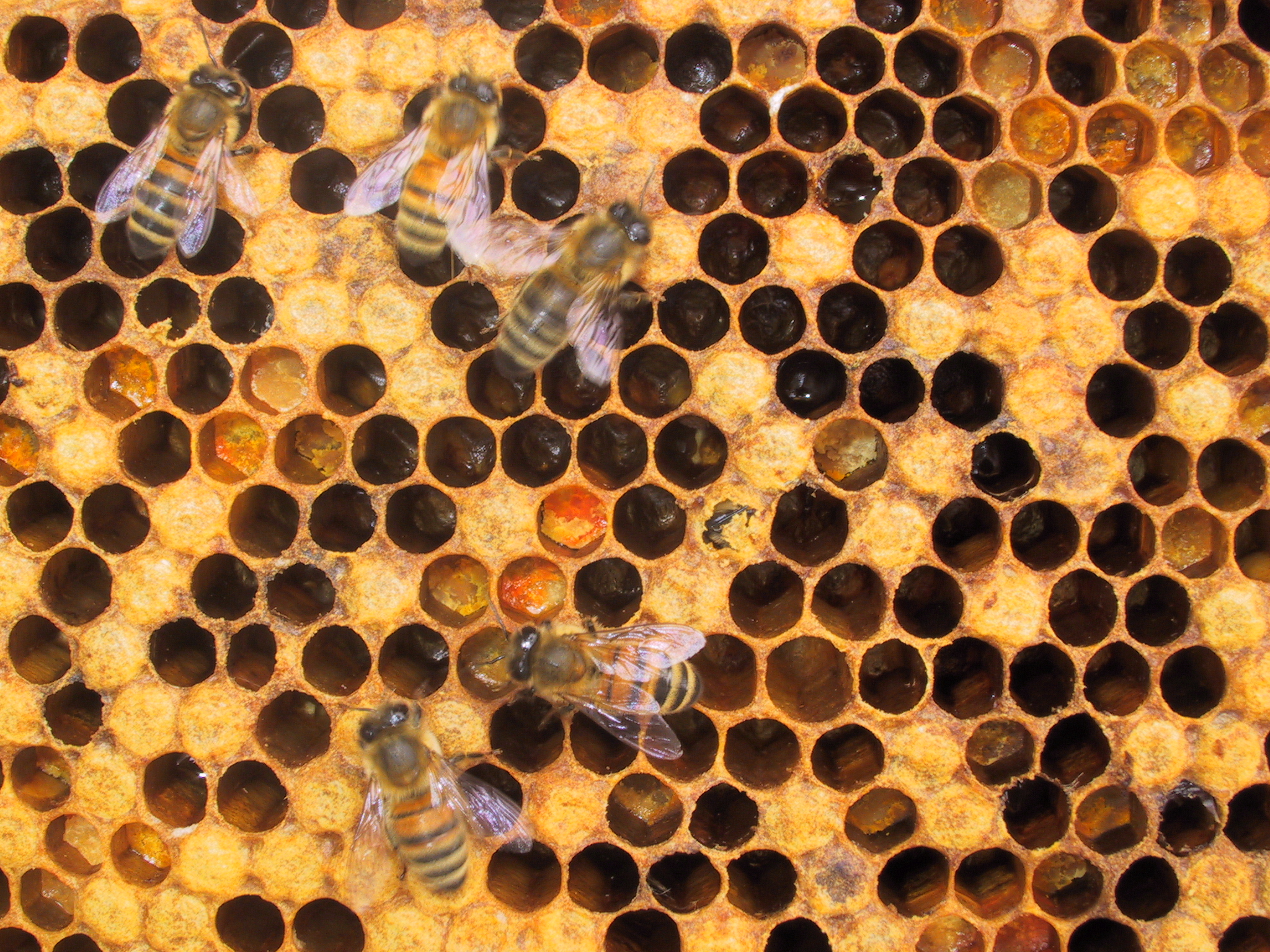 31. Visuel inspektion af yngletavler mens du arbejder i bifamilien