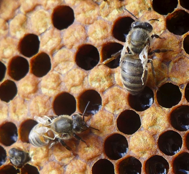 12. Hvad gør man med syge bifamilier, de ikke smitter?