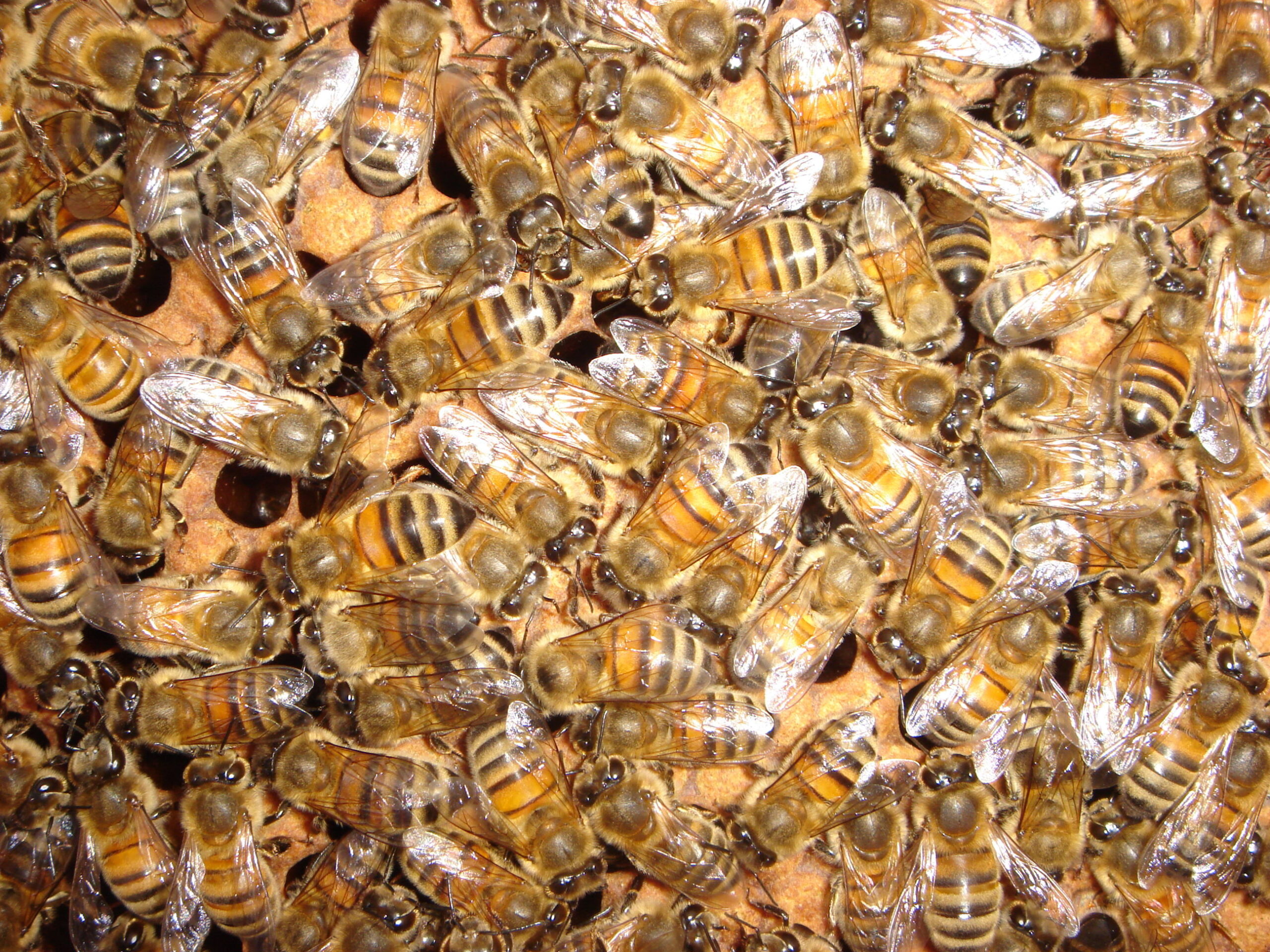 3. Ved lov må man kun flytte sygdomsfrie bifamilier og rent bi-materiel