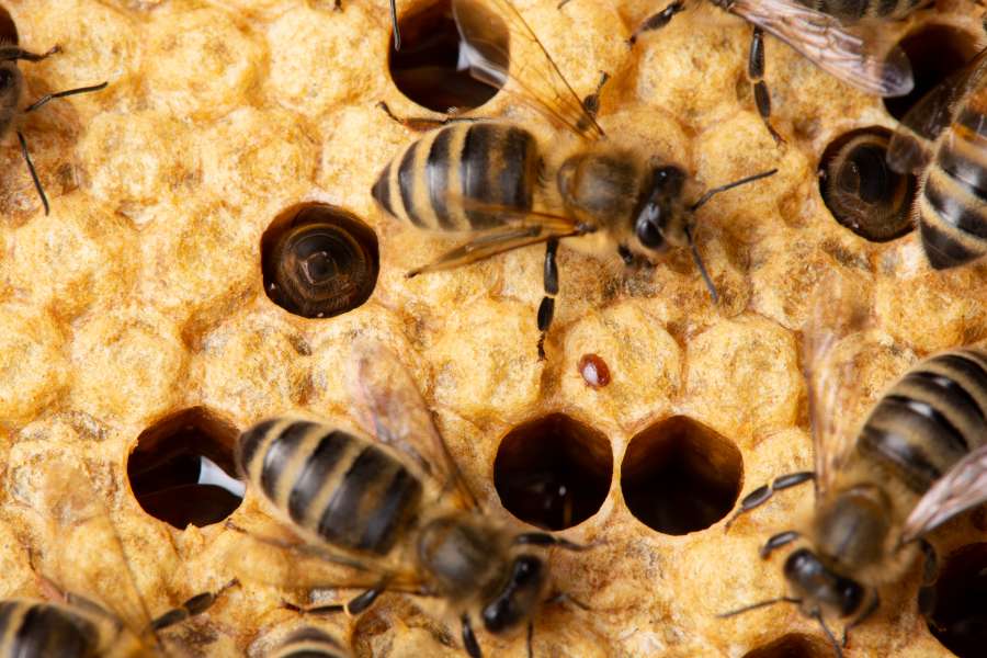 Slechts ziektevrije bijen en ramen naar andere kolonies overzetten