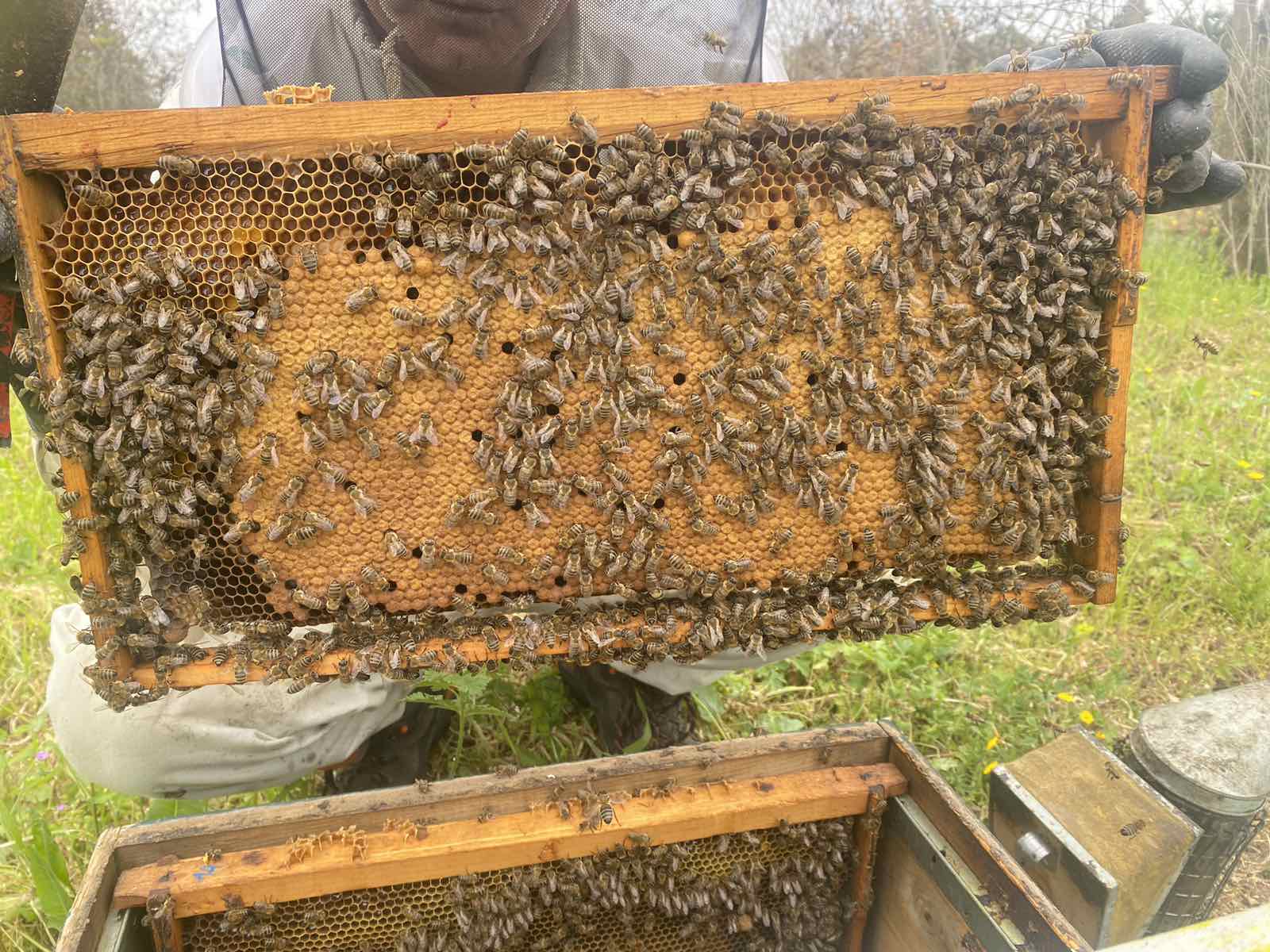 Trasferire ad altre colonie solo api e/o telaini esenti da malattie