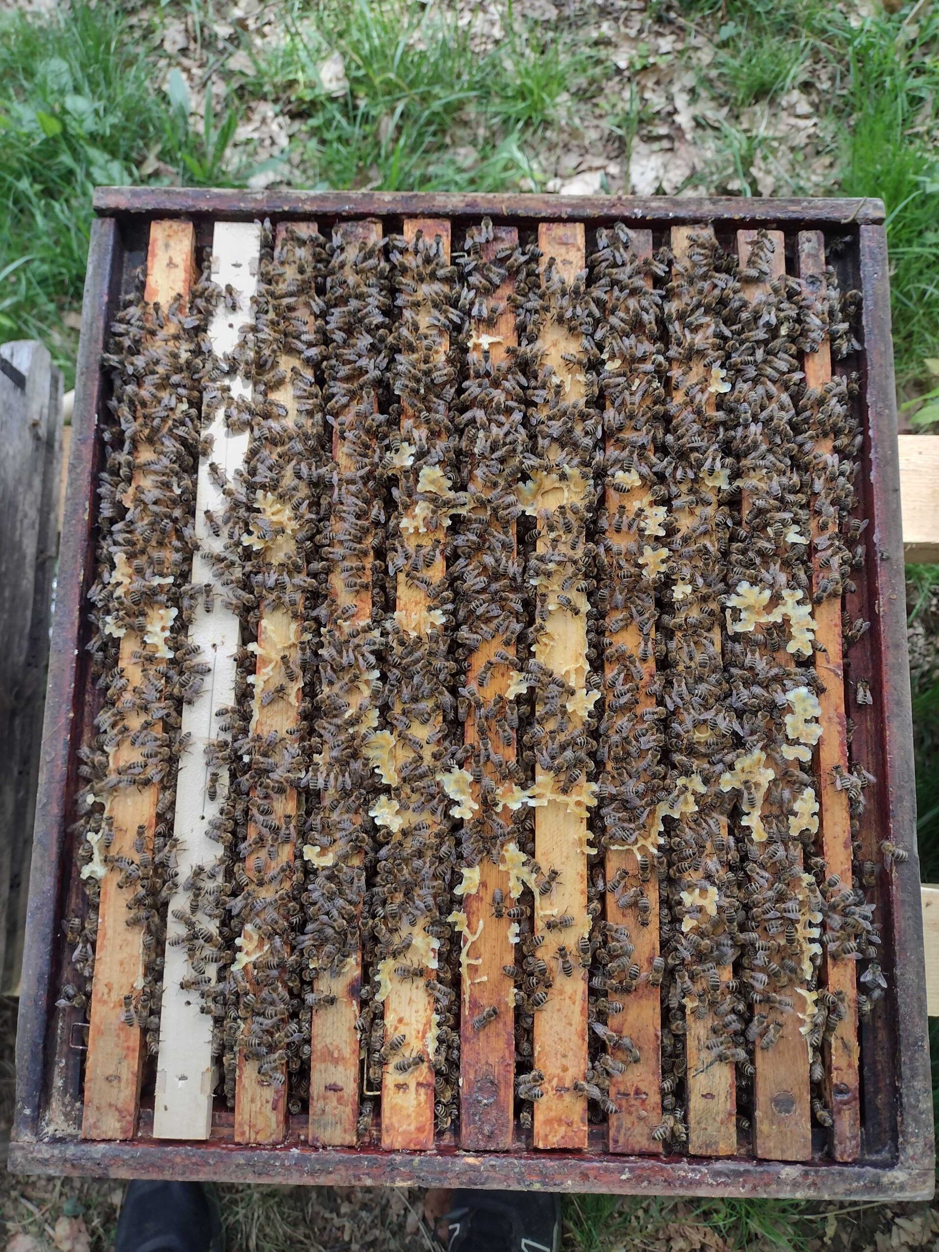 Toevoegen van honingzolders ter preventie van zwermen