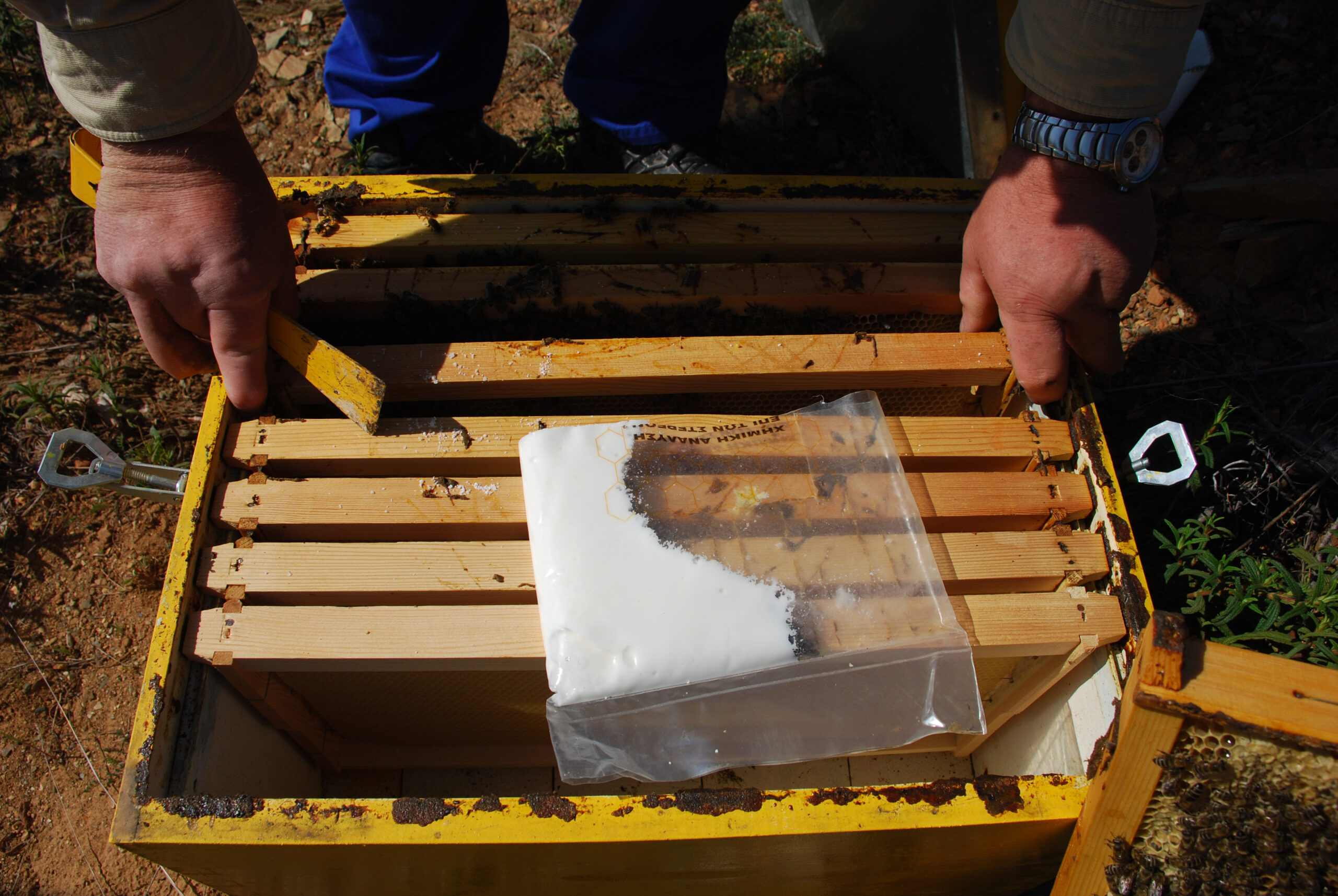 Behandlung asymptomatischer Bienenvölker, wenn AFB-Fälle im Bienensstand oder in anderen Bienenstöcken desselben Imkers festgestellt wurden