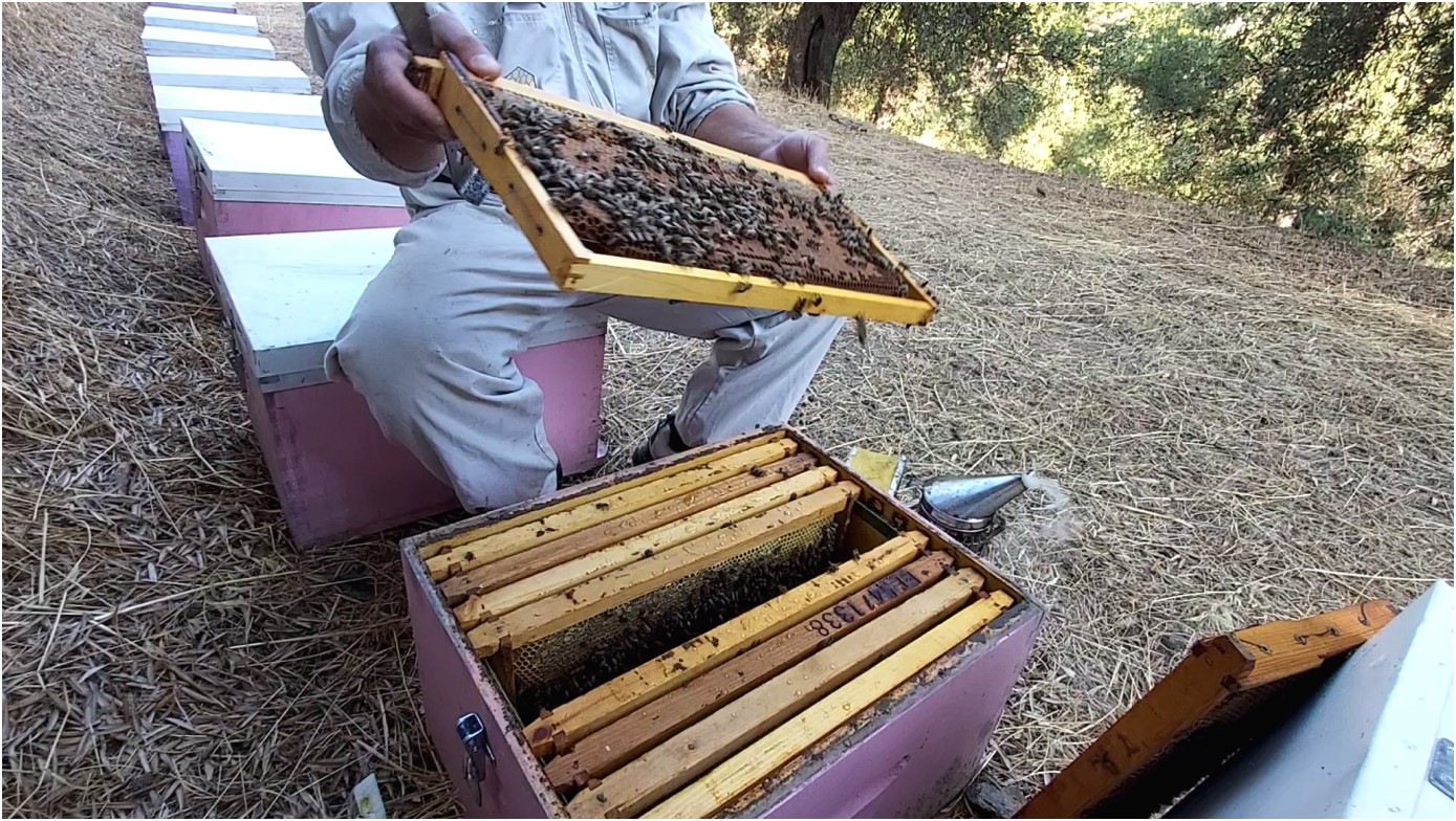 Visuelle Kontrolle der Brutwaben während der Arbeit im Bienenvolk