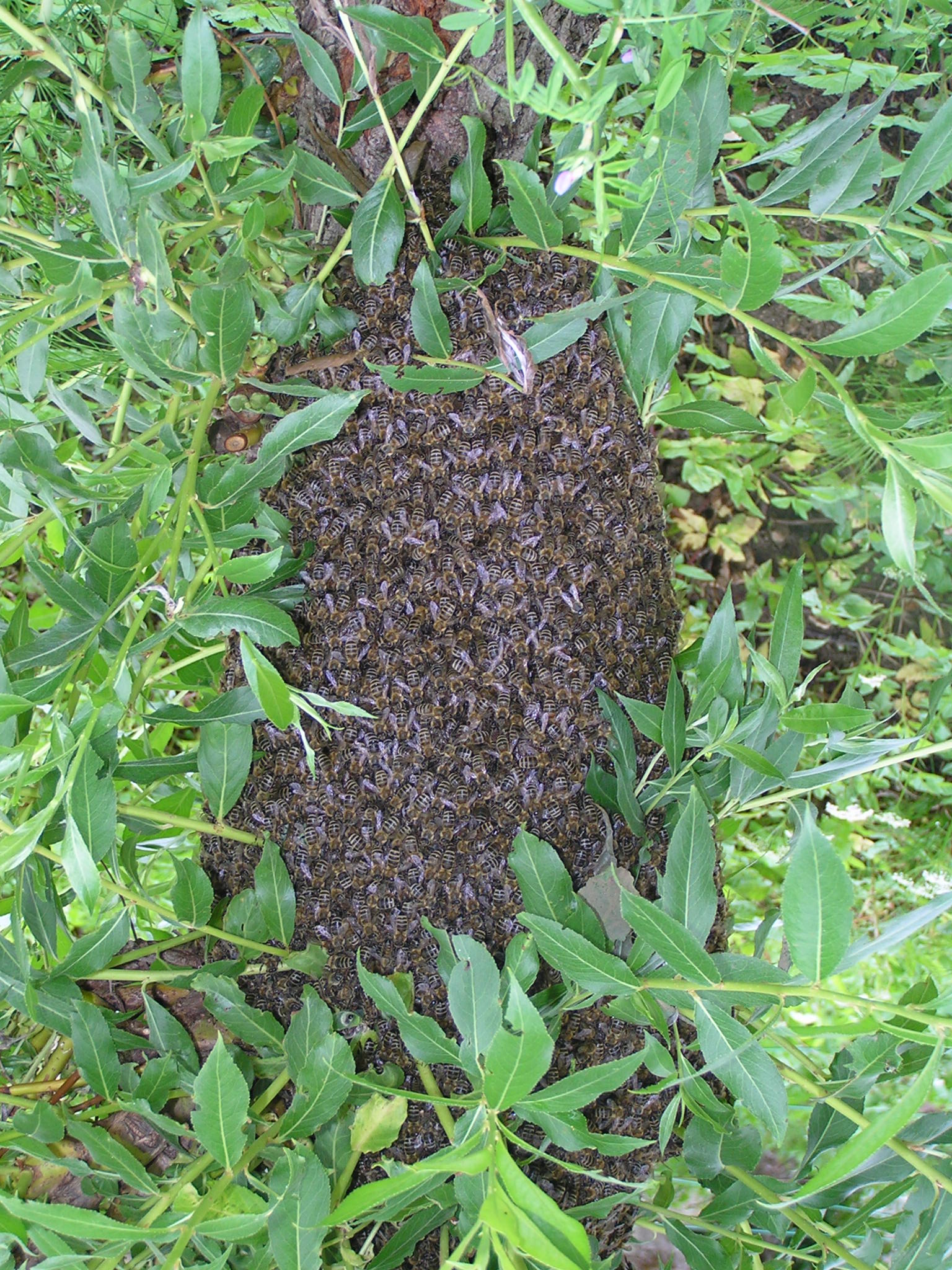 Prenos zdravih čebel (s sati ali brez) med čebeljimi družinami