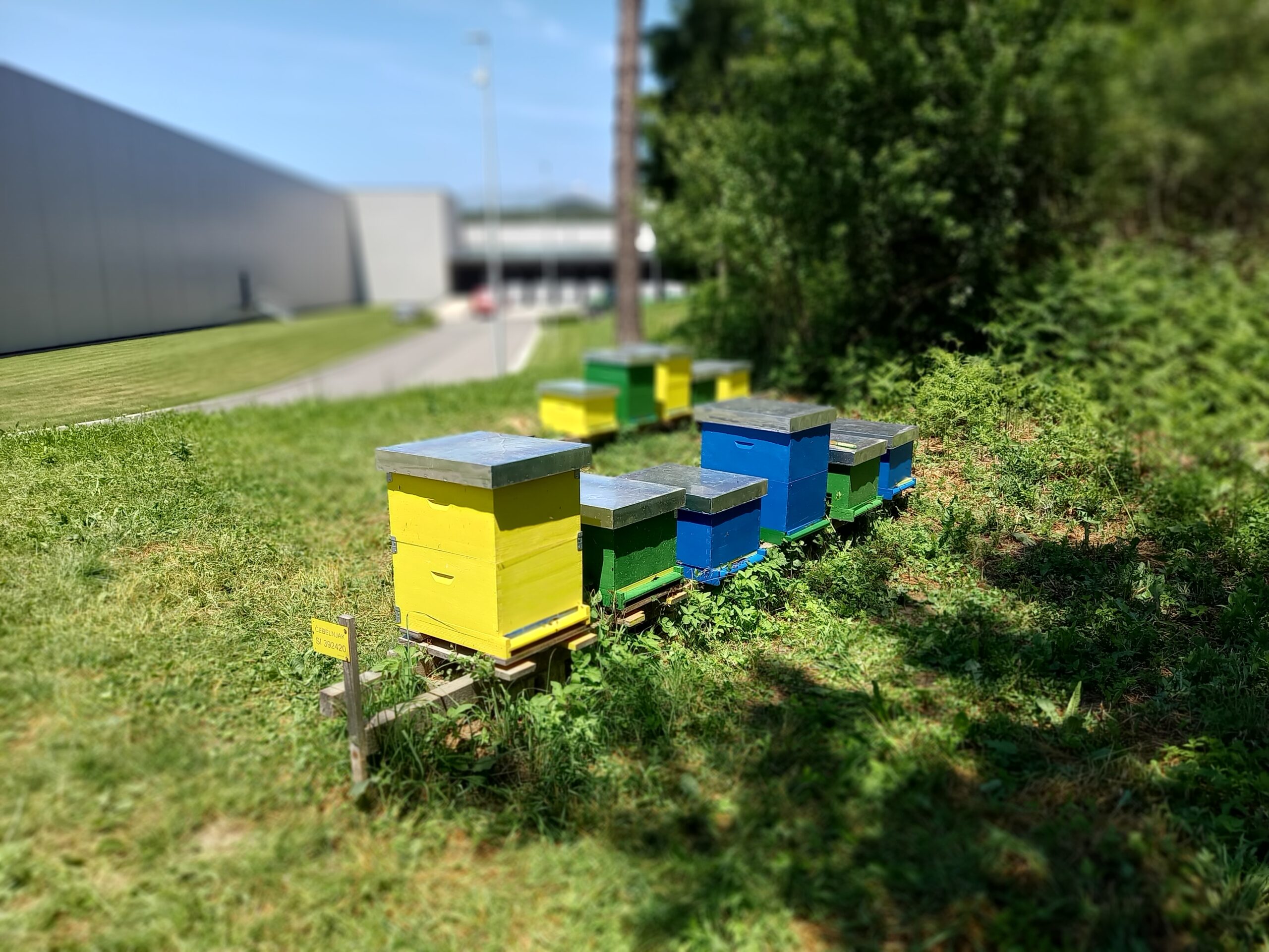 Pregledovanje čebeljih družin v primernih vremenskih pogojih