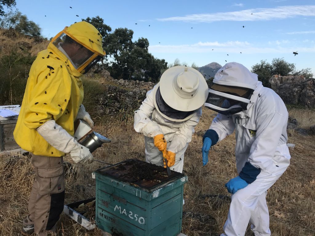 Gestión de colonias asintomáticas cuando se han detectado casos de Loque americana en el colmenar o en otras colmenas del mismo apicultor
