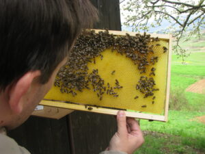 Vizualni pregled čebelje glede prisotnosti ameriške hude gnilobe