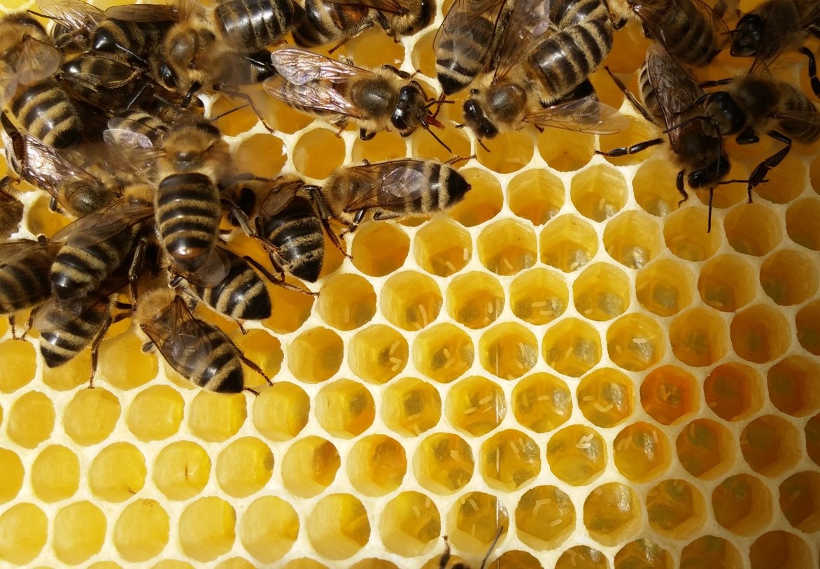 Rozšírenie včelstva, aby malo včelstvo priestor