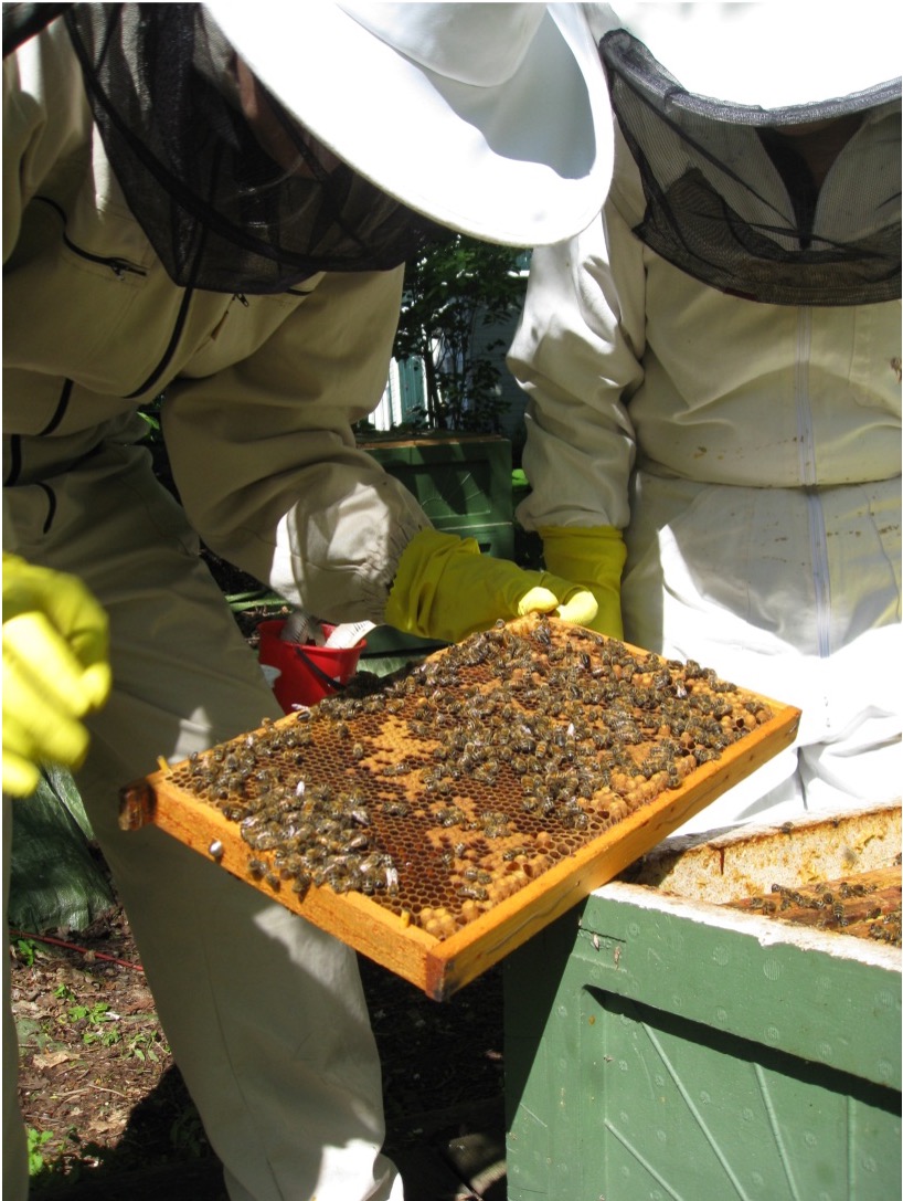 Διενέργεια επιθεωρήσεων για ασθένειες των μελισσών πριν από τη μεταφορά τους σε νέα τοποθεσία