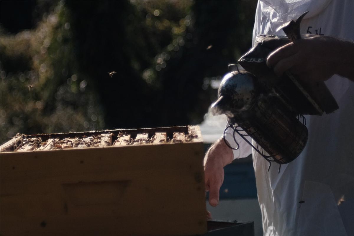 Gestione delle colonie asintomatiche quando sono stati rilevati casi di peste americana nell’apiario od in altri alveari dello stesso apicoltore
