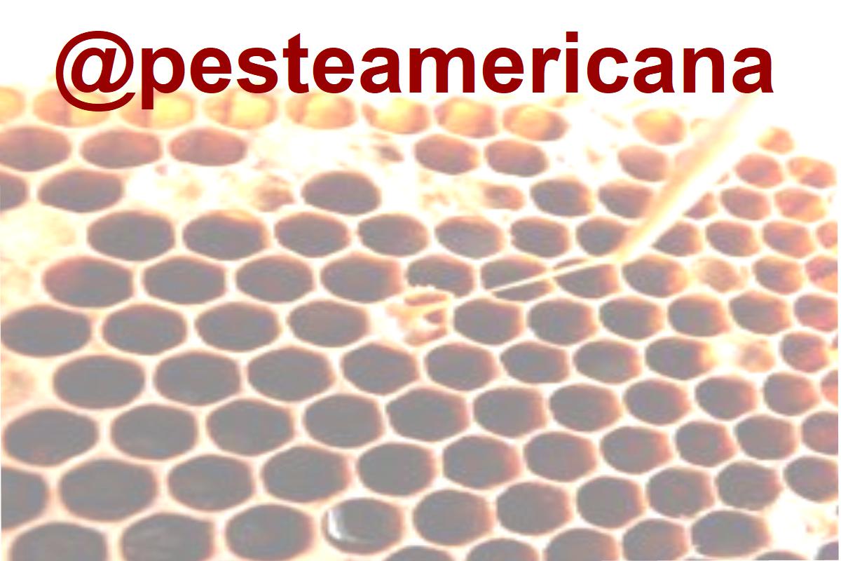 Informazioni su casi di peste americana degli apicoltori/apiari vicini