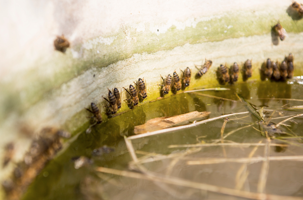 Asegurar una fuente de agua constante para las abejas.