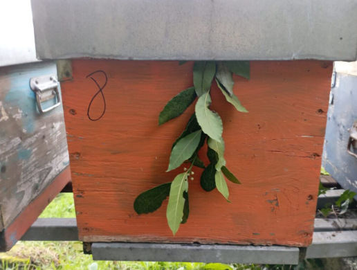 Kennzeichnung von Bienenstöcken, die einer späteren Aufmerksamkeit bedürfen